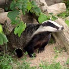 badger